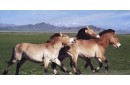 PRZEWALSKI