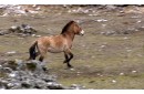 PRZEWALSKI