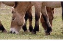 PRZEWALSKI