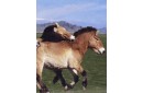 PRZEWALSKI