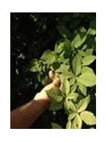 LES PLANTES MEDICINALES