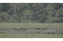 GABON : LES SAVANTS ET LES ELEPHANTS